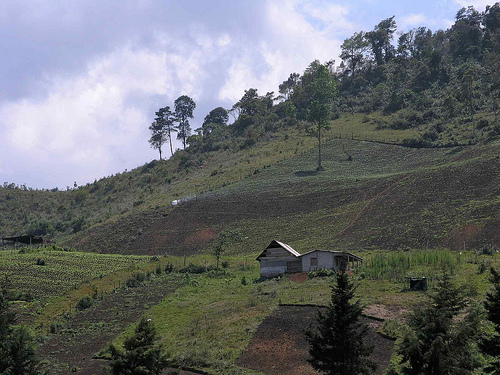 Camino_Semuc_flores