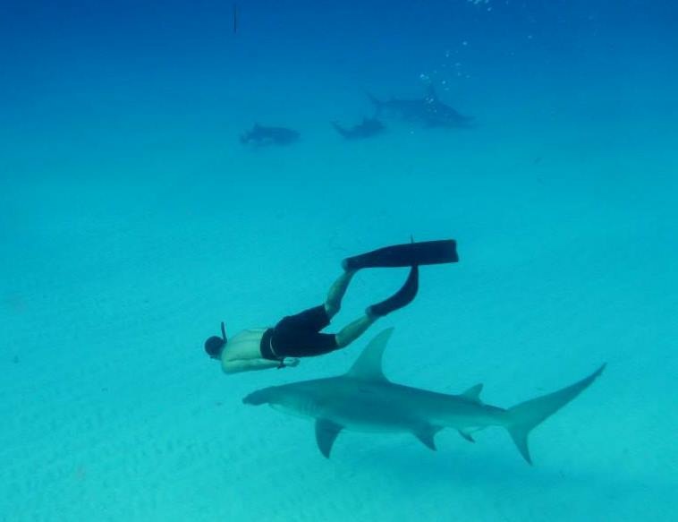 Diego_Cardeñosa_tiburones2