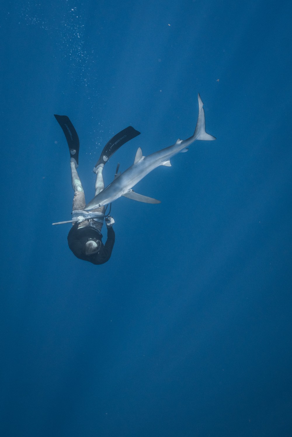 Diego_cardeñosa_tiburones3