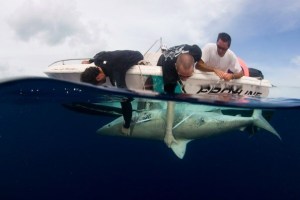 DiegoCardeñosa_sharks2